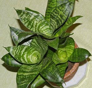Il est préférable de planter la sansevieria dans un pot en céramique solide.