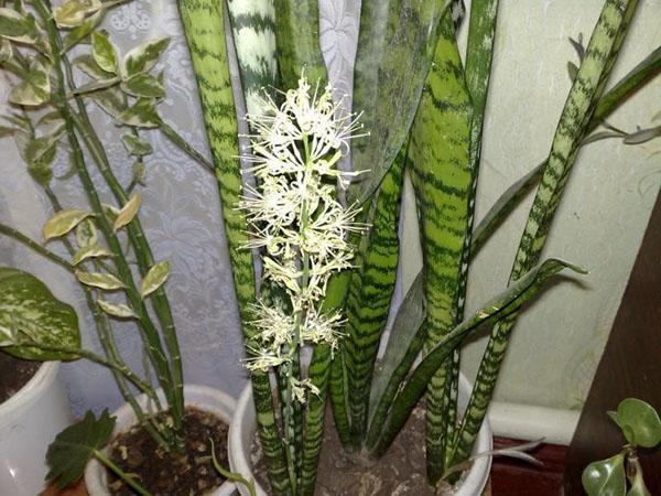 La plante répondra aux soins du propriétaire avec la floraison