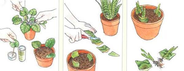 Propagación por partes de una placa foliar.