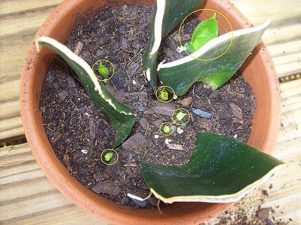 Des parties de la feuille ont pris racine et de nouvelles plantes ont commencé à pousser