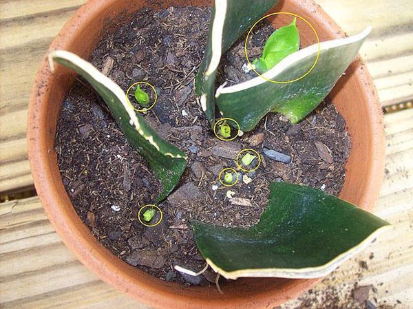 Partes de la hoja echaron raíces y comenzaron a crecer nuevas plantas.