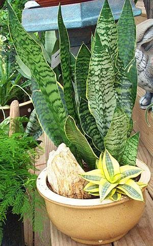 Diferentes tipos de sansevieria en una olla.