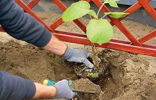planter des actinidies