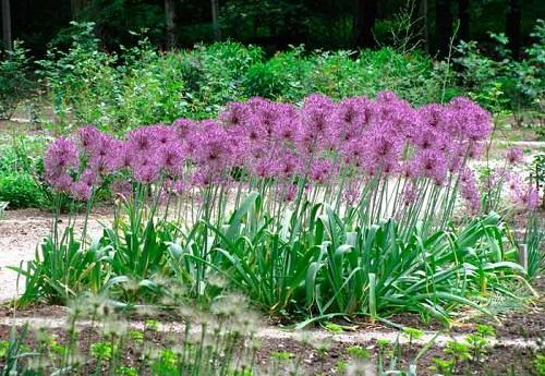 allium en fleurs