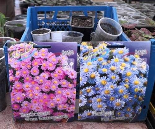quand semer les asters