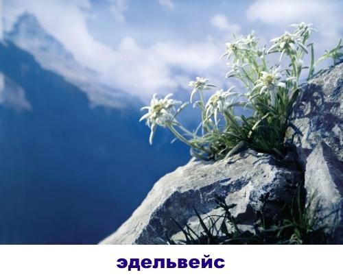 Edelweiss