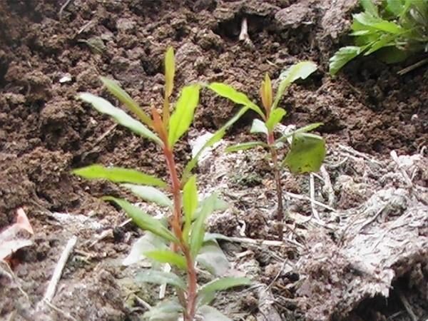plántulas de granada en campo abierto