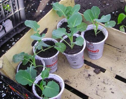 semis de brocoli