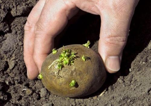 planter des pommes de terre