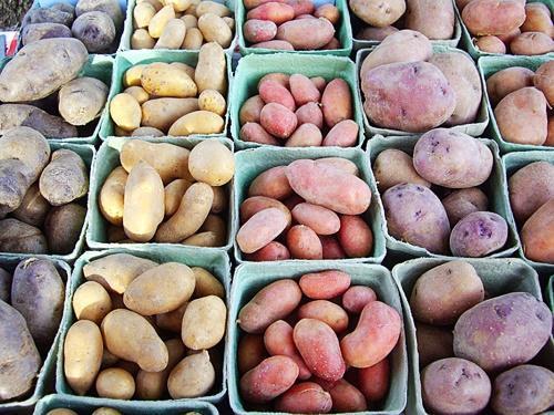 variétés de pommes de terre