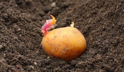 cuando plantar patatas