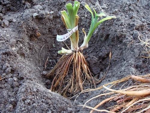 plantar un azucena