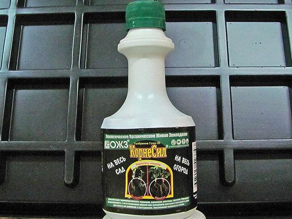 gomme cornée