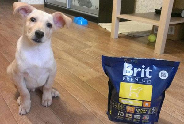 nourriture pour chien brit premium