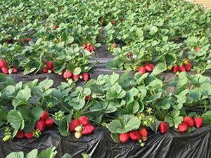 Parterres de fraises