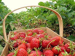 fresas en cajas