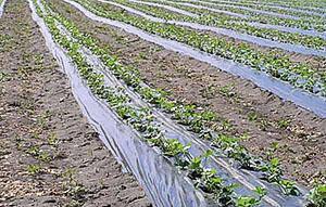 Entretien des lits de jardin