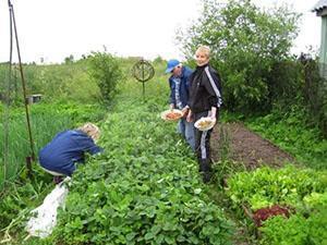 Recogiendo fresas en el campo