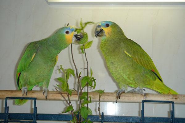 ramita de comida para loros