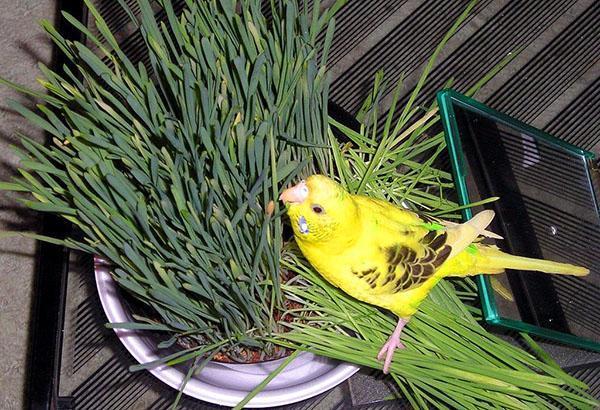 pájaro comiendo grano germinado