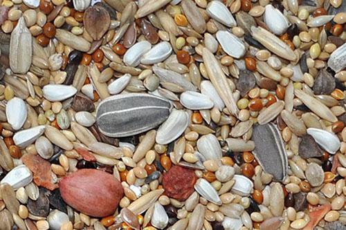 nueces y semillas en la comida para loros
