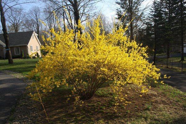 buisson jaune dans le jardin