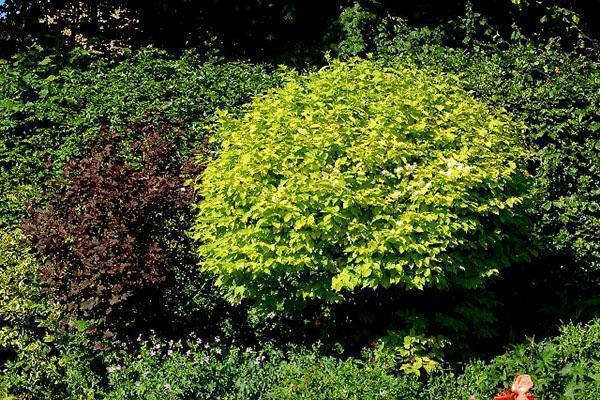 plantes à feuillage jaune dans le jardin