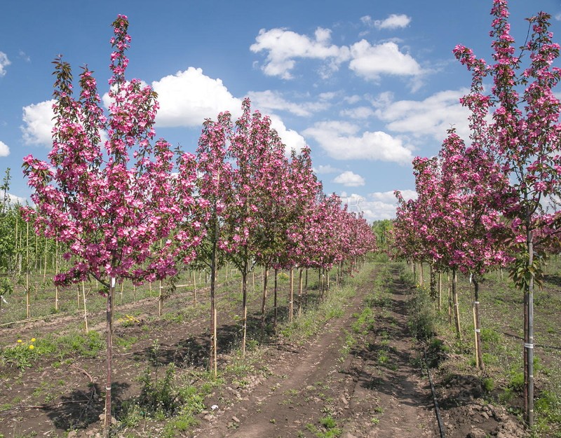 variedad de manzanos jóvenes ol