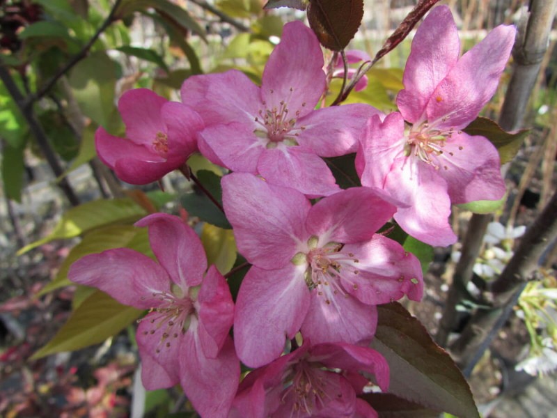 flor de manzana, ol