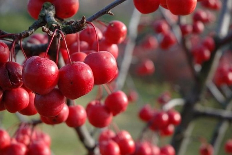 pomme fruit ol