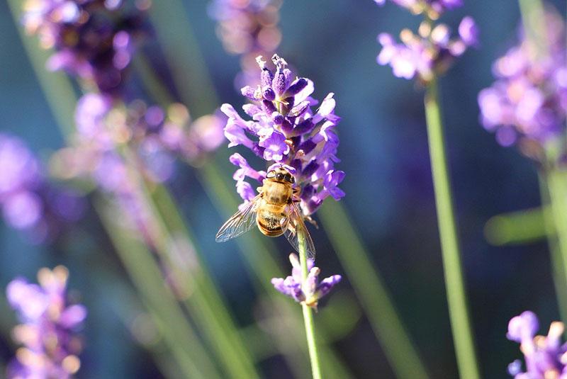 flores de lavanda