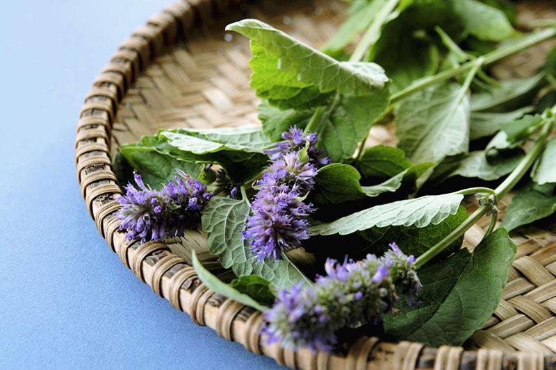 flores comestibles en la cocina