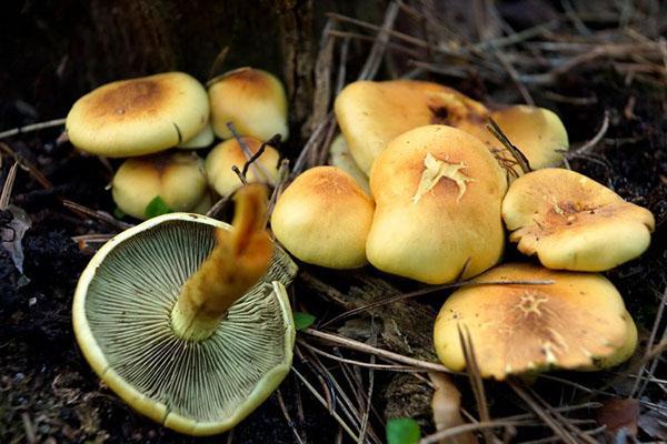 Champignon jaune de soufre