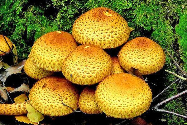 champignons royaux