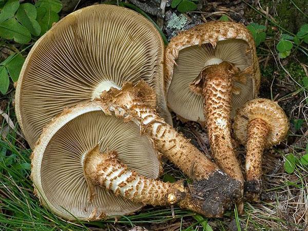 champignons royaux