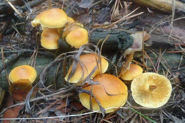 agarics au miel dans la forêt