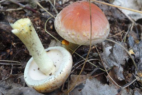 étudier les champignons