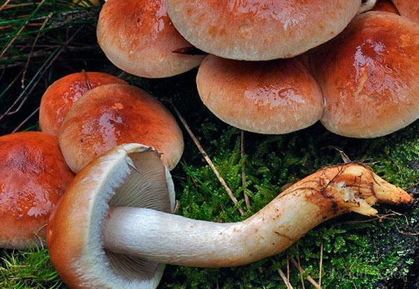 Champignons rouge brique