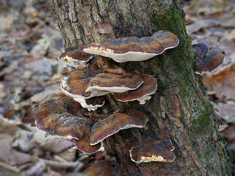 hongos no comestibles que crecen en los árboles