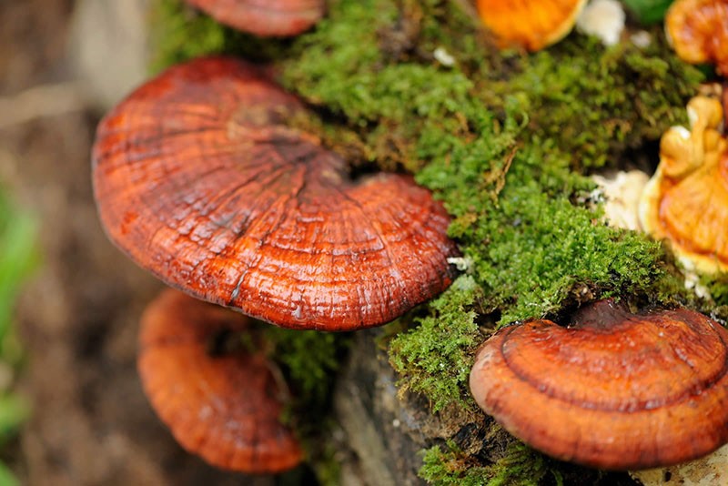 Champignons ganoderma