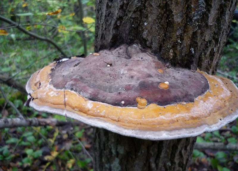 champignons médicinaux poussant sur les arbres