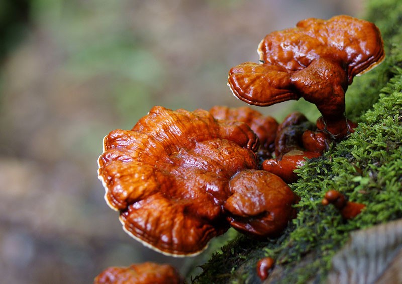 champignon de l'amadou laqué