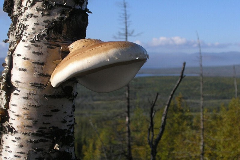 champignon de bouleau chaga