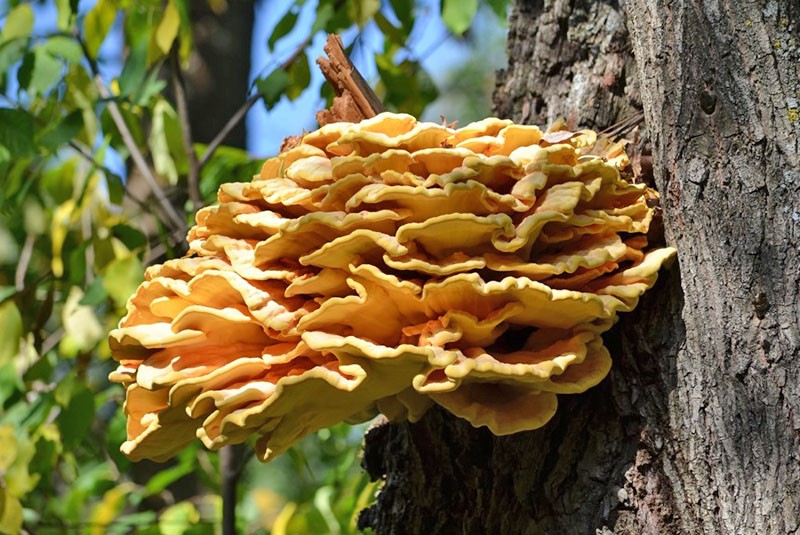 champignons poussant sur les arbres