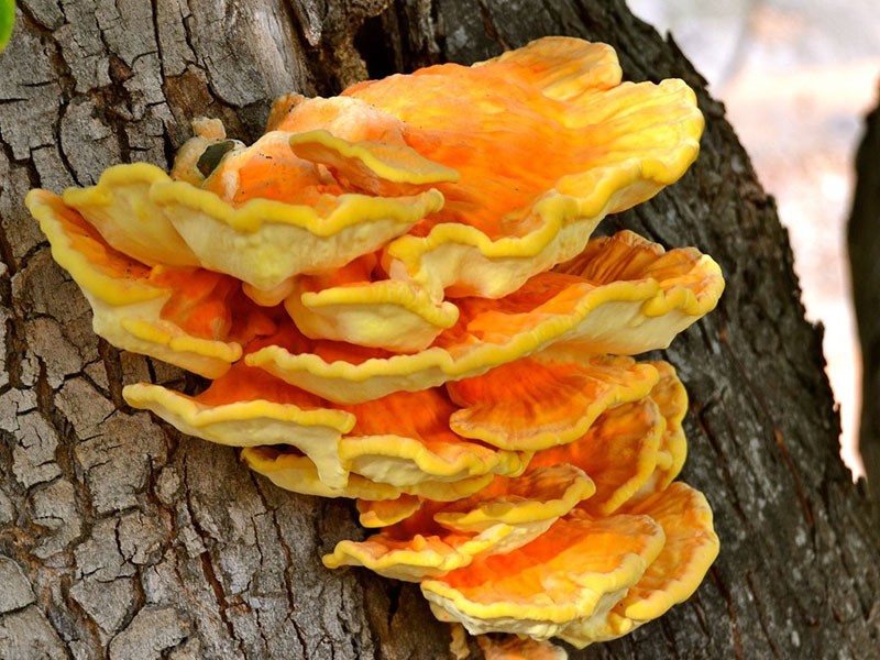 champignon amadou jaune soufre