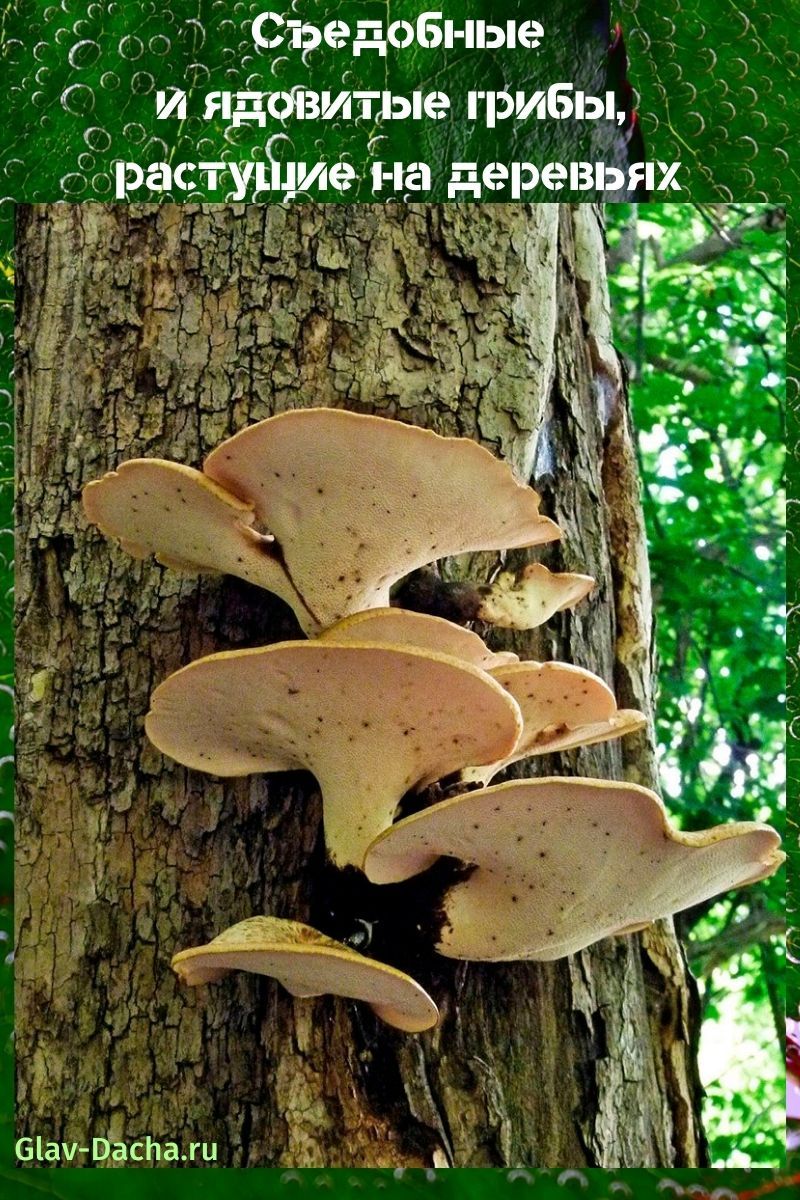 hongos que crecen en los árboles