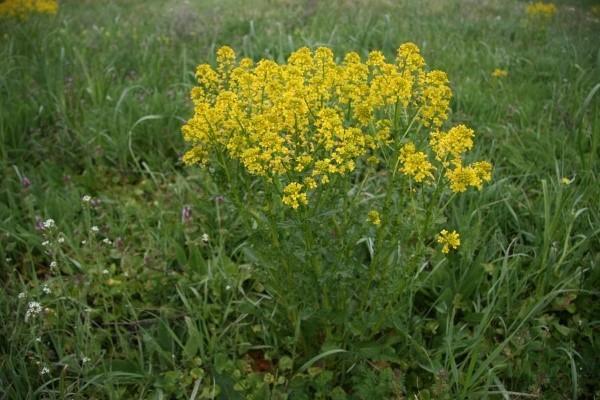 herbes comestibles