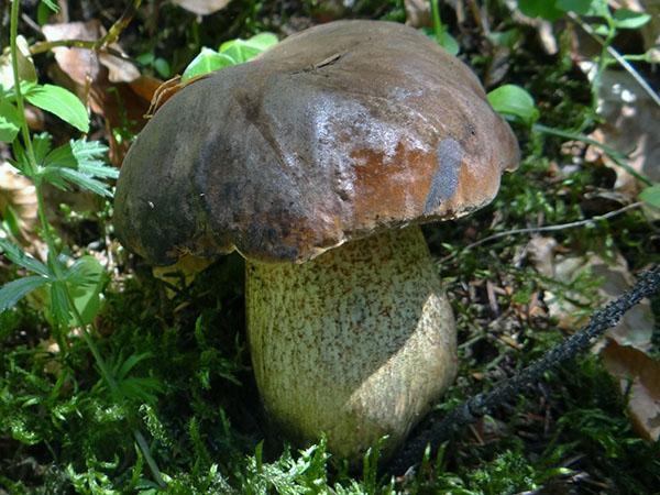 Boletus de bronce oscuro