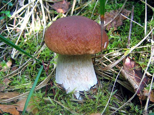 Champignon épicéa