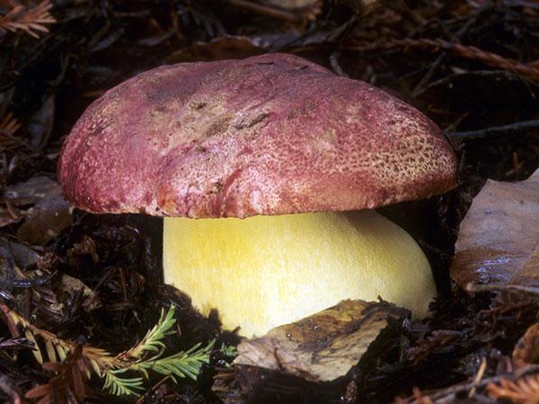 boletus royal